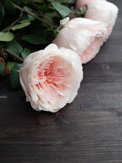 De belles roses roses délicates en forme de pivoine dans un flou artistique.