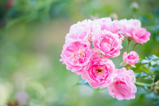 Belles roses roses fleurissent dans le jardin