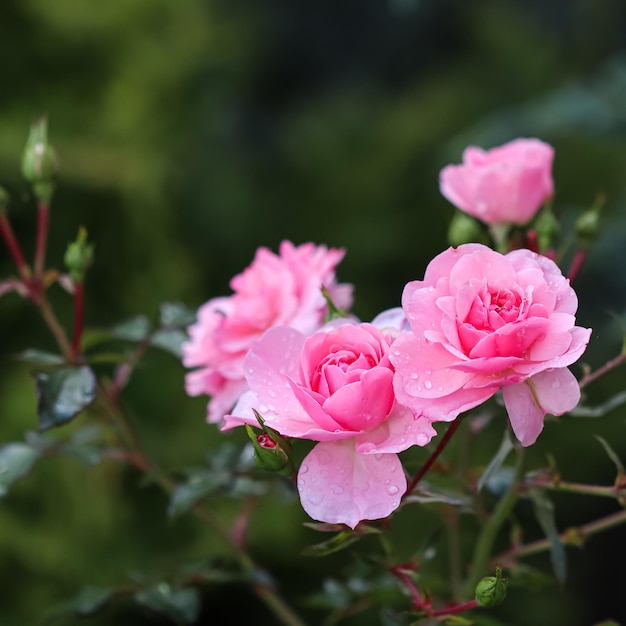 Belles roses roses avec des gouttes de rosée dans le jardin