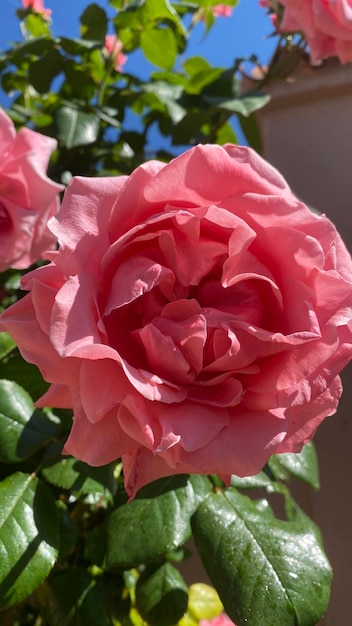 Belles roses roses soyeuses dans le jardin avec fond de ciel bleu printanier
