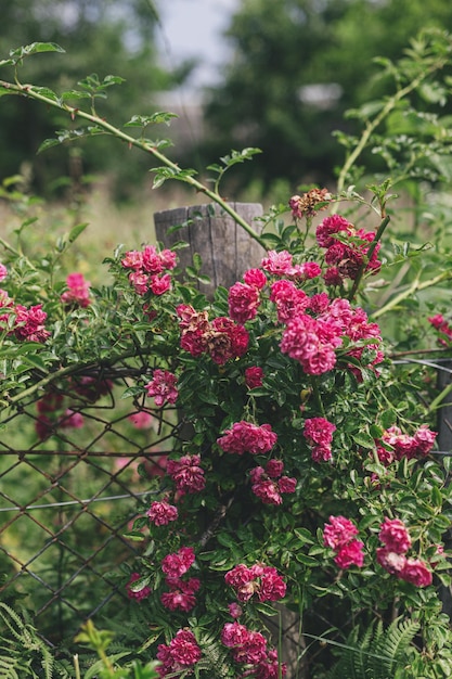 Belles roses roses sur une vieille clôture rustique en bois et en fer dans l'été de la campagne du jardin abandonné