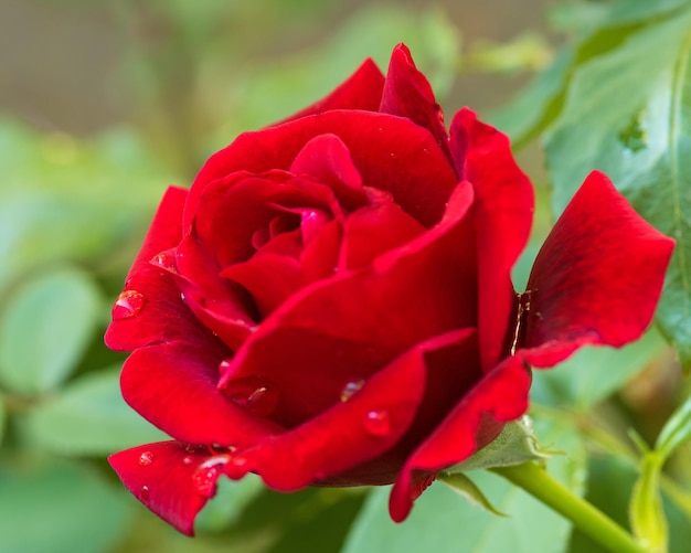 Belles roses rouges dans le jardin avec des gouttes d'eau de pluie sur la feuille verte