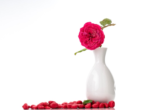 Belles roses rouges dans un vase blanc sur blanc