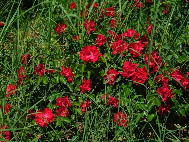 Belles roses rouges en été