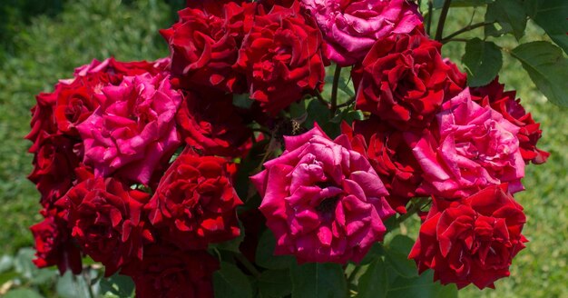 Belles roses rouges fraîches comme fond de printempsxAxA