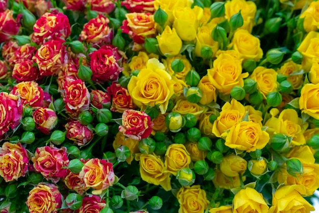 De belles roses rouges et jaunes pour un cadeau de vacances.