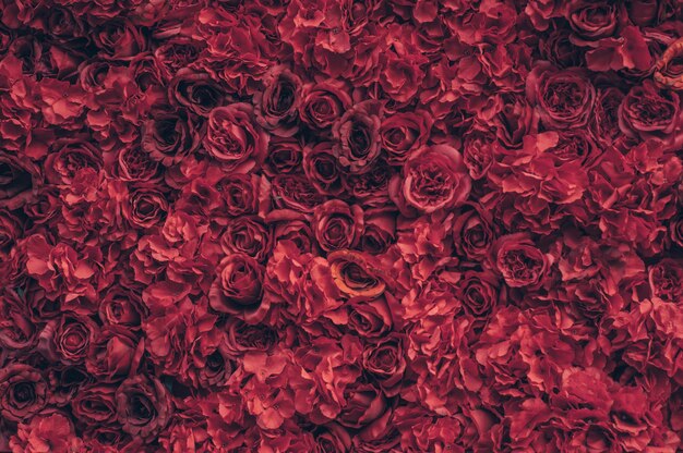 Belles roses rouges. Mur de fleurs. Gros plan d'énormes roses rouges. Cadeau de la Saint-Valentin. Amour et passion. Art floral.