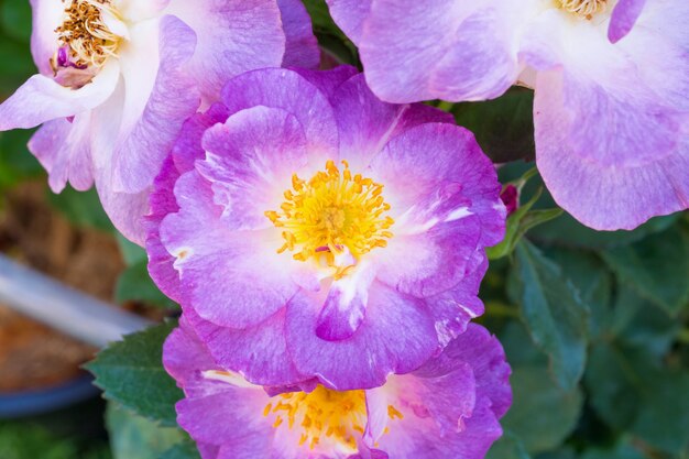 Belles roses sauvages dans le jardin