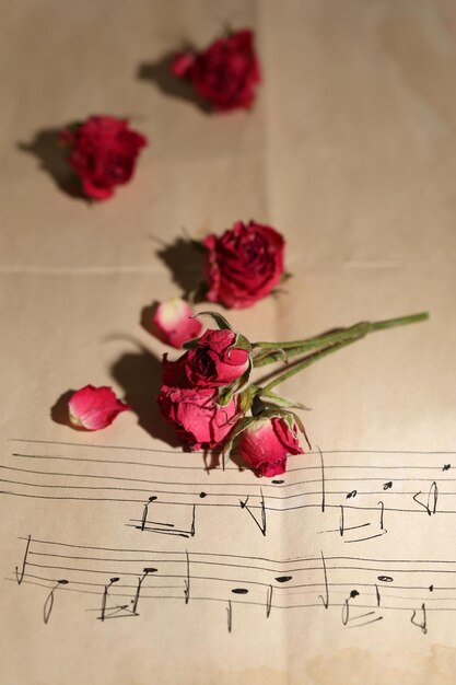 Belles roses séchées roses sur du vieux papier avec des notes
