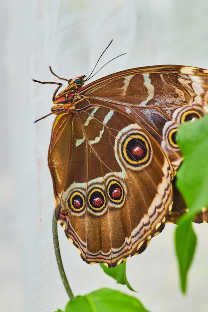 Belles taches de papillon hibou sur maille