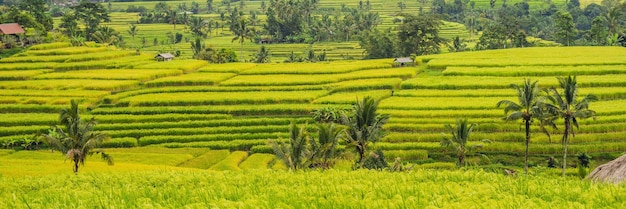 Belles terrasses de riz de Jatiluwih sur fond de célèbres volcans de Bali, Indonésie BANNER, format long