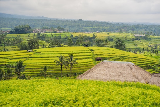 Belles terrasses de riz de Jatiluwih sur fond de célèbres volcans de Bali, Indonésie.