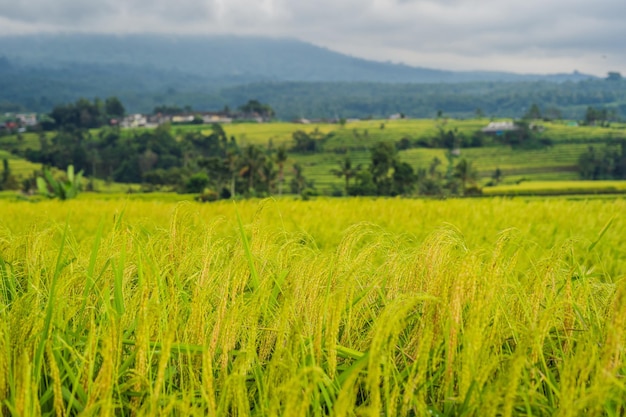 Belles terrasses de riz de Jatiluwih sur fond de célèbres volcans de Bali, Indonésie.