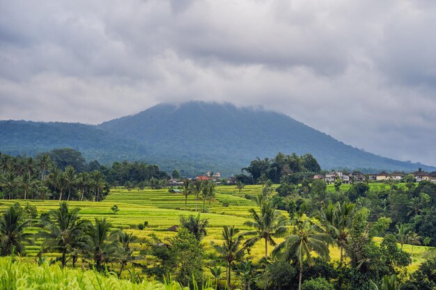 Belles terrasses de riz de Jatiluwih sur fond de célèbres volcans de Bali, Indonésie.