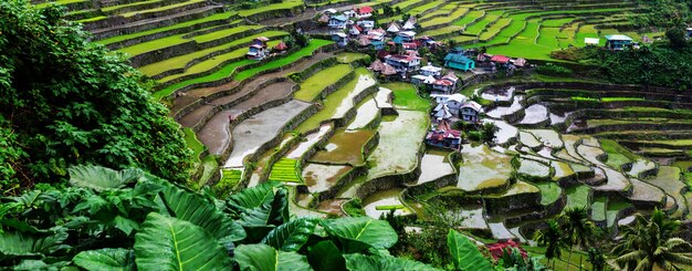 Belles terrasses de riz vert aux Philippines. Culture du riz dans l'île de Luçon.