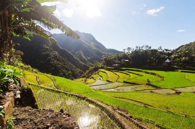 Belles terrasses de riz vert aux Philippines. Culture du riz dans l'île de Luçon.