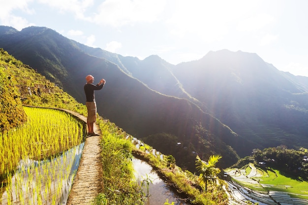 Belles terrasses de riz vert aux Philippines. Culture du riz dans l'île de Luçon.