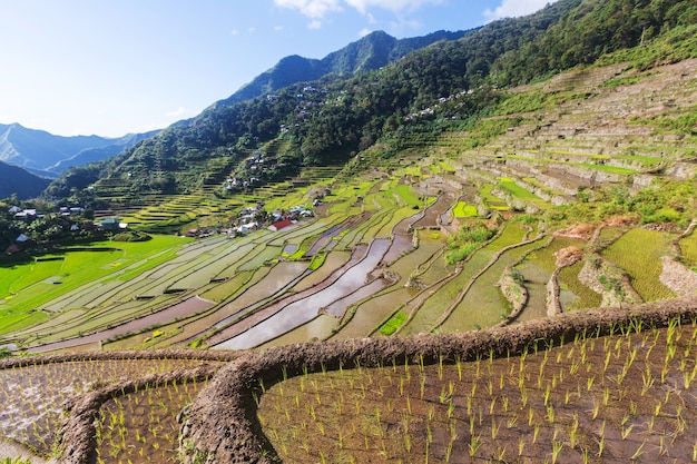 Belles terrasses de riz vert aux Philippines. Culture du riz dans l'île de Luçon.