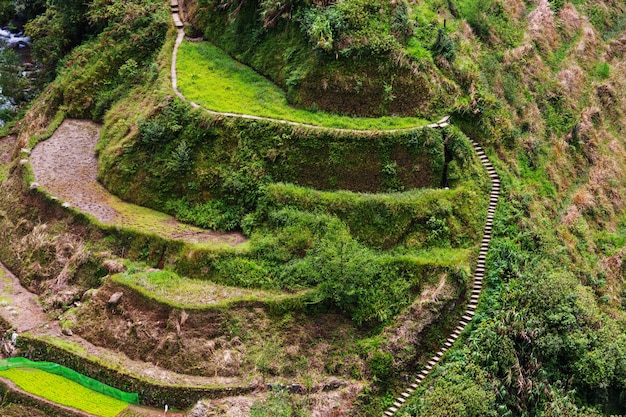 Belles terrasses de riz vert aux Philippines. Culture du riz dans l'île de Luçon.