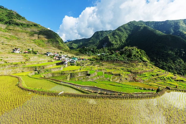 Belles terrasses de riz vert aux Philippines. Culture du riz dans l'île de Luçon.