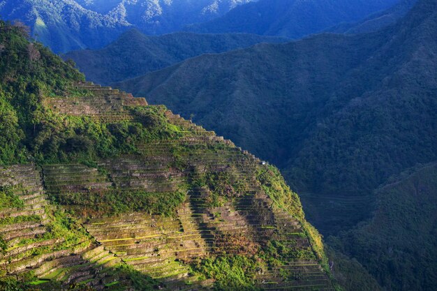 Belles terrasses de riz vert aux Philippines. Culture du riz dans l'île de Luzon.