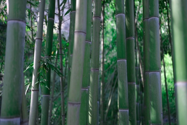 Belles tiges de bambou vert dans la jungle bel environnement de jungle tropicale au japon asie zen