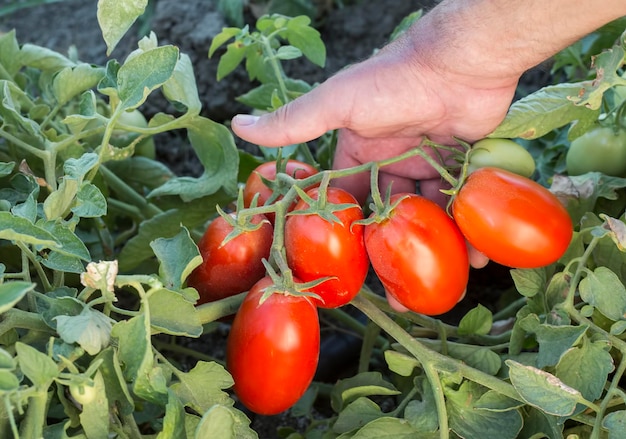De belles tomates anciennes mûres rouges cultivées en serre. Photographie de tomates de jardinage avec espace de copie. Faible profondeur de champ