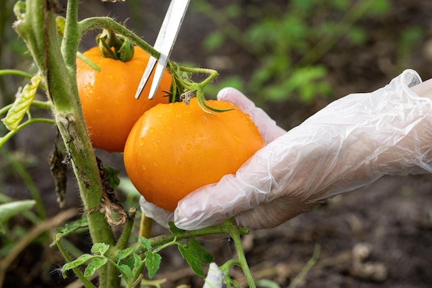 De belles tomates mûres jaunes sont coupées avec des ciseaux cultivés dans une serre Mains dans des gants