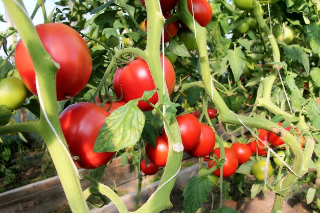 Belles tomates mûres rouges cultivées dans une serre. Beau fond