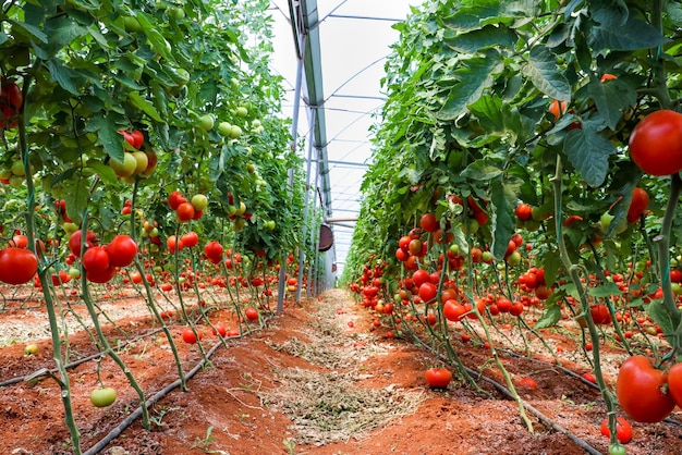 Belles tomates mûres rouges cultivées en serre.