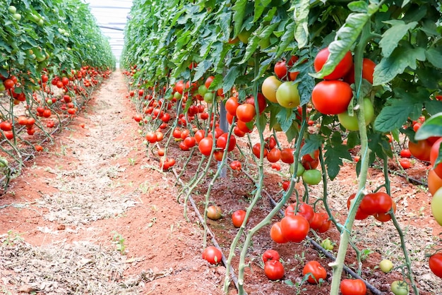 Belles tomates mûres rouges cultivées en serre.