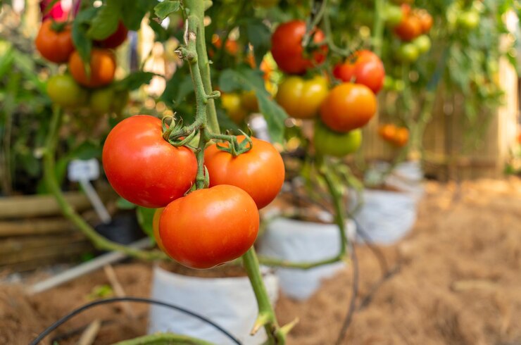 De belles tomates rouges mûres cultivées dans une serre Tomates cultivées à la ferme en plein air Récolte