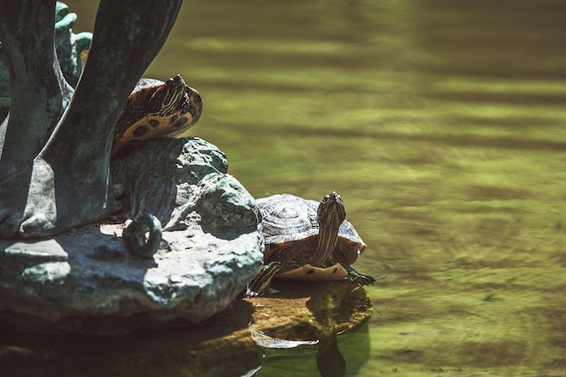 De belles tortues se trouvent sur une pierre et se reposent par une chaude journée ensoleillée