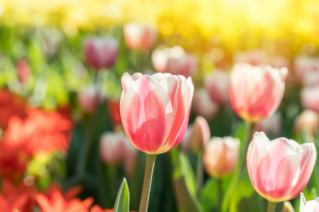 Belles tulipes au soleil