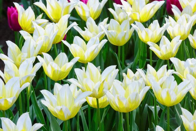 Belles tulipes blanc-jaune au printemps (macro)