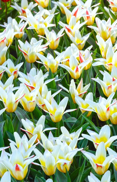 Belles tulipes blanc-jaune au printemps (macro)