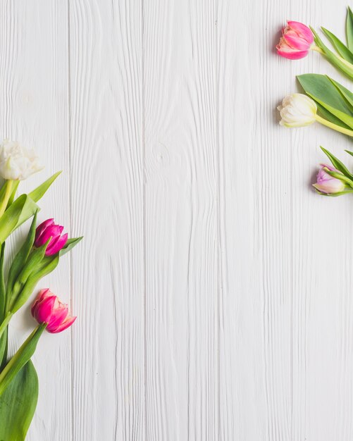 Photo belles tulipes sur blanc