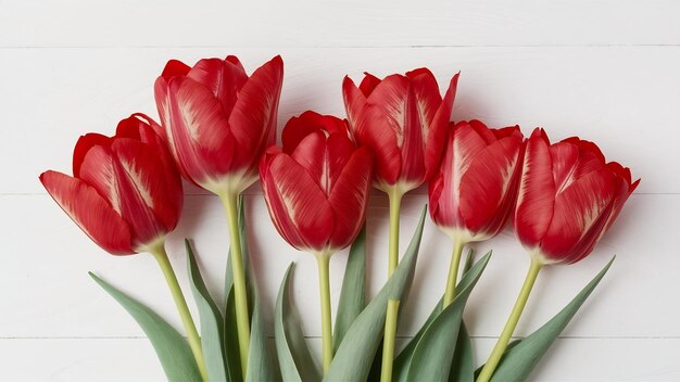 De belles tulipes sur le blanc