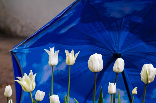 Belles tulipes blanches dans le contexte d'un parapluie bleu