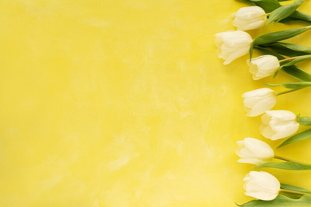 Belles tulipes blanches sur un jaune