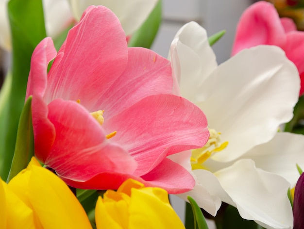 belles tulipes blanches et roses