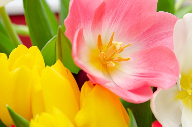 belles tulipes blanches et roses