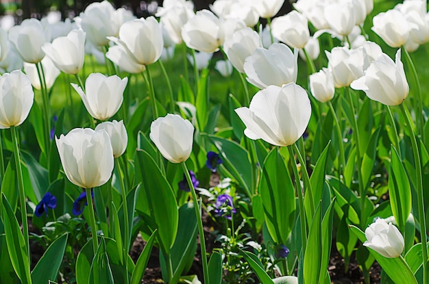 Belles tulipes blanches