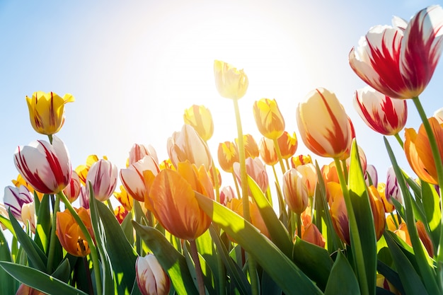 Belles tulipes colorées au soleil