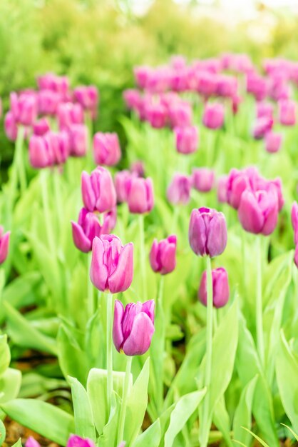 De belles tulipes colorées dans le jardin