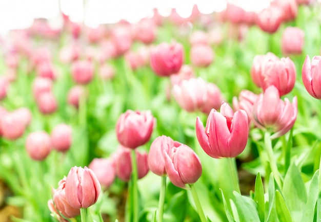 De belles tulipes colorées dans le jardin