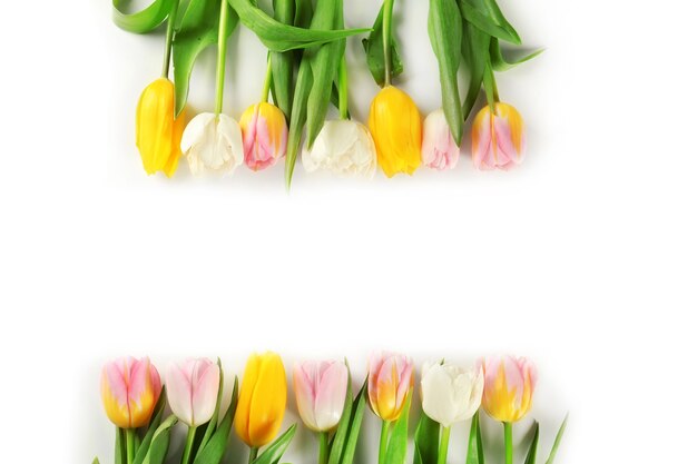 Belles tulipes colorées sur fond de tableau blanc