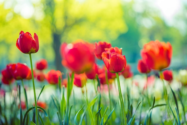 Belles tulipes colorées qui fleurissent dans le champ de tulipes dans le jardin avec un paysage naturel flou au coucher du soleil