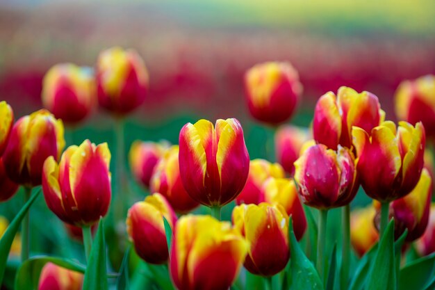 Belles tulipes colorées rouges et jaunes