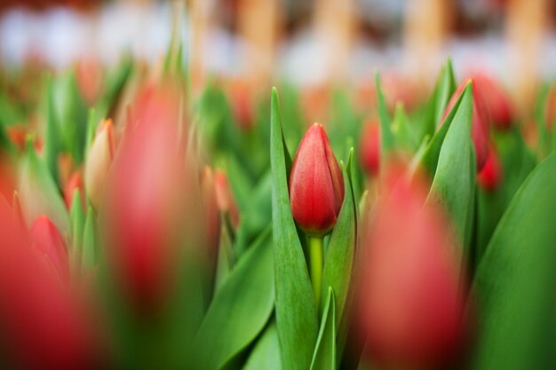 Belles tulipes cultivées dans une serre